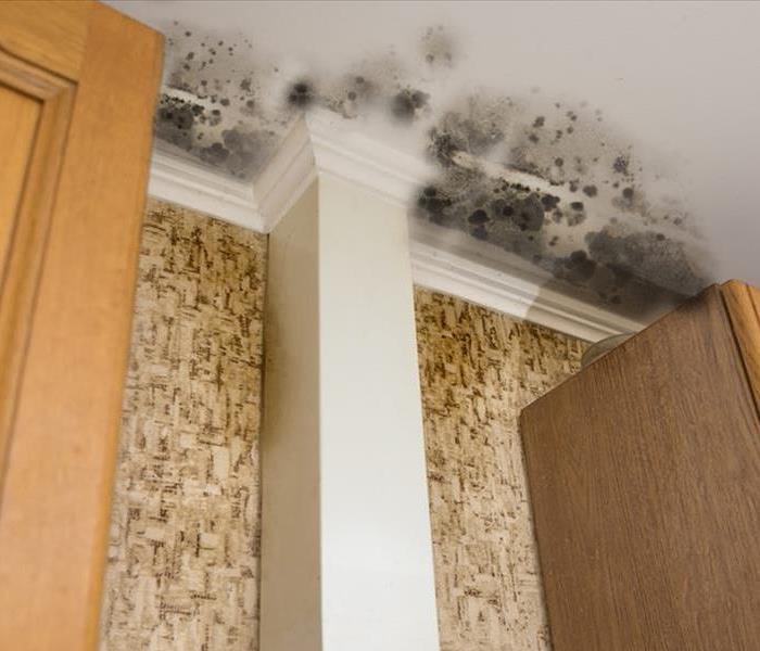 Mold damage on ceiling